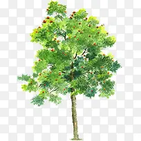 高清创意摄影绿色树木-空若网 高清创意摄影绿色树木-空若网