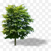 摄影绿色草本植物树木-空若网 摄影绿色草本植物树木-空若网