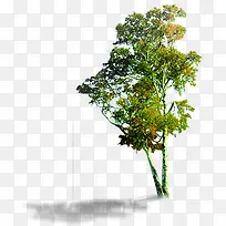 高清摄影绿色树木合成效果-空若网 高清摄影绿色树木合成效果-空若网