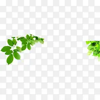 高清摄影绿色树木树叶-空若网 高清摄影绿色树木树叶-空若网