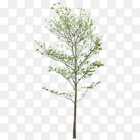 ������Ӱ��ɫ��ľ��Ӱ-������