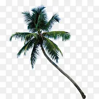棕榈树-空若网 棕榈树-空若网