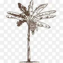 棕榈槟榔树-空若网 棕榈槟榔树-空若网