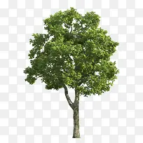 绿树绿色树木-空若网 绿树绿色树木-空若网