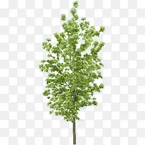 创意合成摄影绿色的树木-空若网 创意合成摄影绿色的树木-空若网