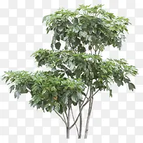 摄影绿色的树木造型设计-空若网 摄影绿色的树木造型设计-空若网