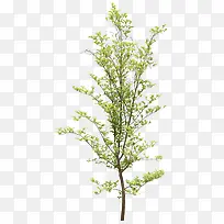 高清摄影绿色的植物树木-空若网 高清摄影绿色的植物树木-空若网