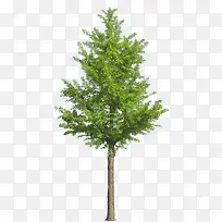 野树-空若网 野树-空若网