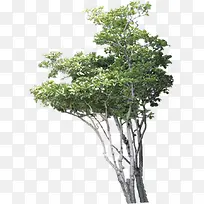 榕树绿树景观树效果贴图-空若网 榕树绿树景观树效果贴图-空若网