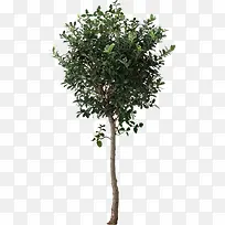 果树绿树景观树效果贴图-空若网 果树绿树景观树效果贴图-空若网