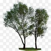 杨树绿树景观树效果贴图-空若网 杨树绿树景观树效果贴图-空若网