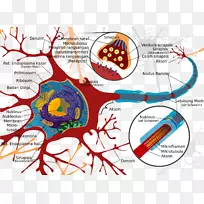 运动神经元细胞神经系统胞体神经元-空若网 运动神经元细胞神经系统胞体神经元-空若网