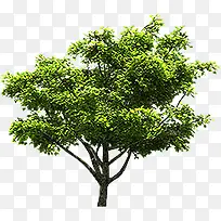 绿树景观植物美景-空若网 绿树景观植物美景-空若网