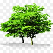 绿色清新绿树风光-空若网 绿色清新绿树风光-空若网