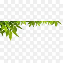 ��������ֲ����Ҷ-������