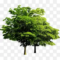 ��������ֲ��ɭ��-������