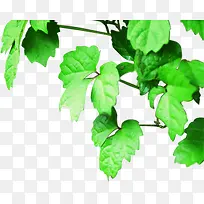 ������ˬ��Ҷ���-������