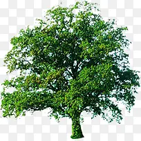 榕树绿树景观树效果贴图-空若网 榕树绿树景观树效果贴图-空若网