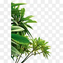 ��������ֲ����-������