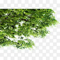 绿树景观风景树木-空若网 绿树景观风景树木-空若网