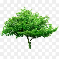 ��������ֲ��ߴ�-������