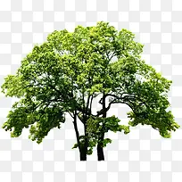 绿树稀疏景观植物-空若网 绿树稀疏景观植物-空若网