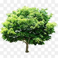 绿树春天植物景观-空若网 绿树春天植物景观-空若网