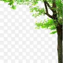 绿树清新生机树木-空若网 绿树清新生机树木-空若网