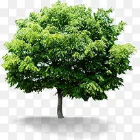 ����ɭ����ľ����-������