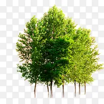 ÂÌÊ÷Ö²Îï¾°¹ÛÊ÷ľ-¿ÕÈôÍø ÂÌÊ÷Ö²Îï¾°¹ÛÊ÷ľ-¿ÕÈôÍø