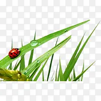 绿树露珠作物蜗牛-空若网 绿树露珠作物蜗牛-空若网