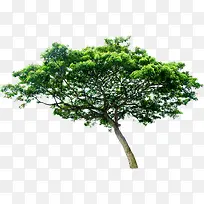 绿树美景树木生长-空若网 绿树美景树木生长-空若网