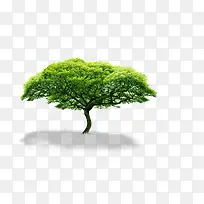 ������������ֲ��-������