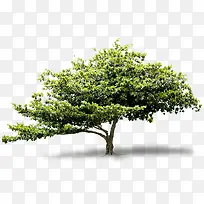 绿树清新树木景观-空若网 绿树清新树木景观-空若网