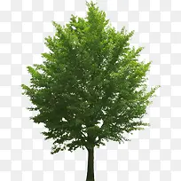 ��ɫ������������-������