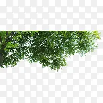 绿树角度景观植物-空若网 绿树角度景观植物-空若网