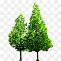 绿树植物春天景观-空若网 绿树植物春天景观-空若网