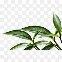 绿树树叶美景设计-空若网 绿树树叶美景设计-空若网