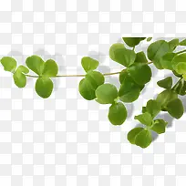 ����������Ҷ����-������