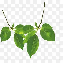 绿树美景植物装饰-空若网 绿树美景植物装饰-空若网