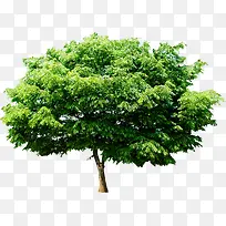 绿树户外美景景观-空若网 绿树户外美景景观-空若网