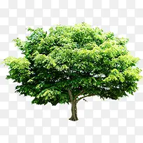 绿树景观植物树木-空若网 绿树景观植物树木-空若网