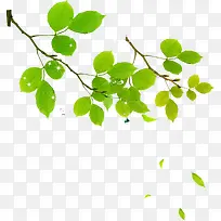 ÂÌÊ÷¾°¹ÛÖ²ÎïÊÖ»æ-¿ÕÈôÍø ÂÌÊ÷¾°¹ÛÖ²ÎïÊÖ»æ-¿ÕÈôÍø