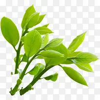 ��������ֲ���ֻ�-������