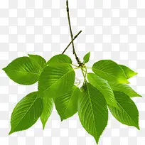 绿树手绘树叶景观-空若网 绿树手绘树叶景观-空若网