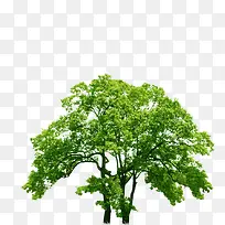 ÂÌÊ÷ÃÀ¾°¹«Ô°¾°¹Û-¿ÕÈôÍø ÂÌÊ÷ÃÀ¾°¹«Ô°¾°¹Û-¿ÕÈôÍø