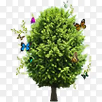 绿树春天树木景观-空若网 绿树春天树木景观-空若网