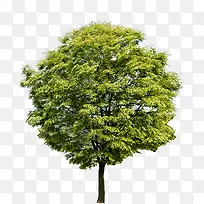 ÂÌÊ÷¾°¹Û»·±£Ê÷¶¥-¿ÕÈôÍø ÂÌÊ÷¾°¹Û»·±£Ê÷¶¥-¿ÕÈôÍø