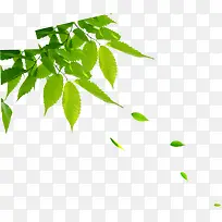 ����Ư����Ҷװ��-������