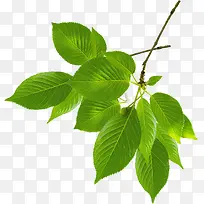 春天绿树树叶植物-空若网 春天绿树树叶植物-空若网